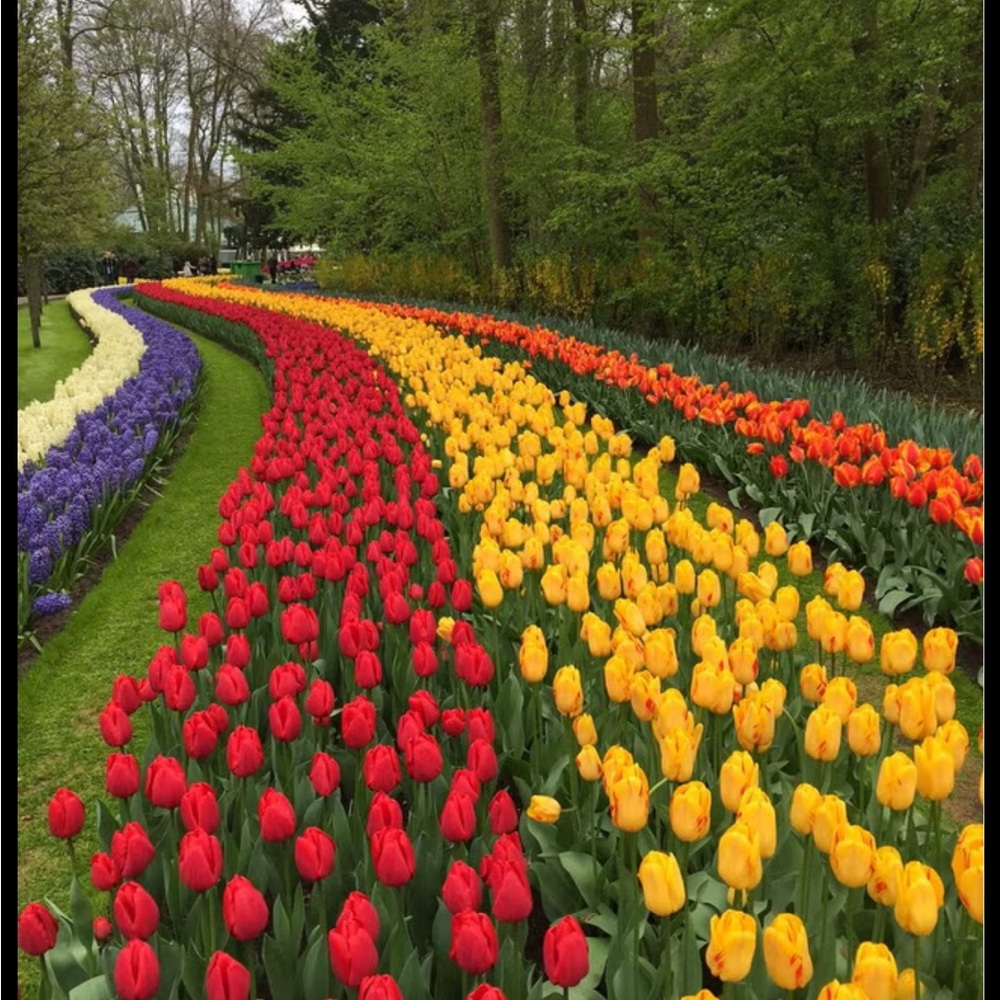 Cherry Blossoms, TULIPS, and of course bunnies π°π°π°π°π·π·π·π·πΈπΈπΈπΈ - Picture 4 of 9